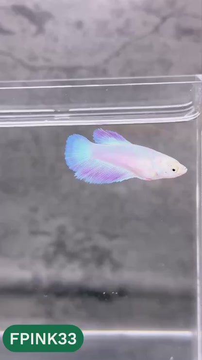 Pink Sakura Halfmoon Female Betta Fish | You Pick Fish