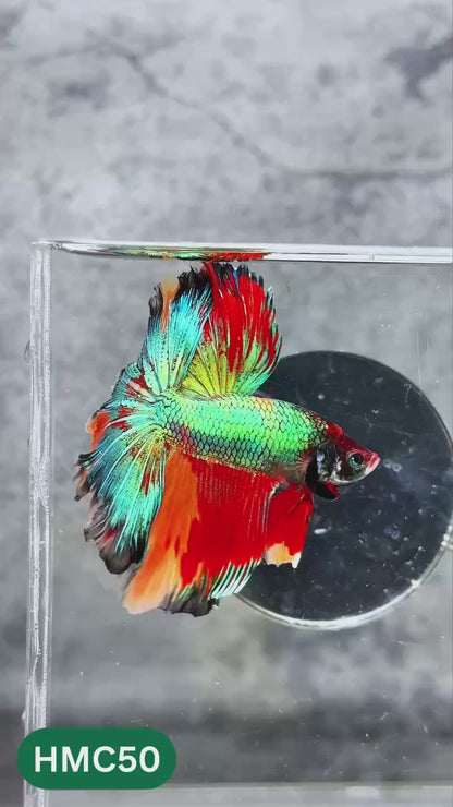 Nemo Halfmoon Male Betta Fish | Order Directly From Farm | You Pick Fish