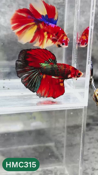 Multicolor Halfmoon Male Betta Fish | High Grade | Order Directly From Farm |  You Pick Fish |