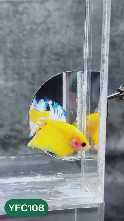 Yellow Fancy Male Betta Fish | Order Directly From Farm | You Pick Fish