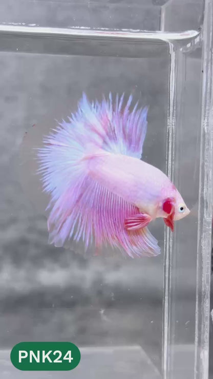 Pink Halfmoon Male Betta Fish | You Pick Fish | Order Directly From Farm
