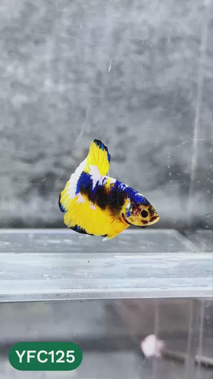 Yellow Fancy Male Betta Fish | Order Directly From Farm | You Pick Fish