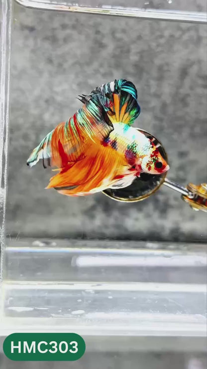 Multicolor Halfmoon Male Betta Fish | High Grade | Order Directly From Farm |  You Pick Fish |