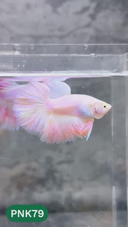 Pink Halfmoon Male Betta Fish | You Pick Fish | Order Directly From Farm