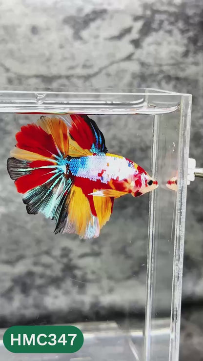 Multicolor Halfmoon Male Betta Fish | High Grade | Order Directly From Farm |  You Pick Fish |