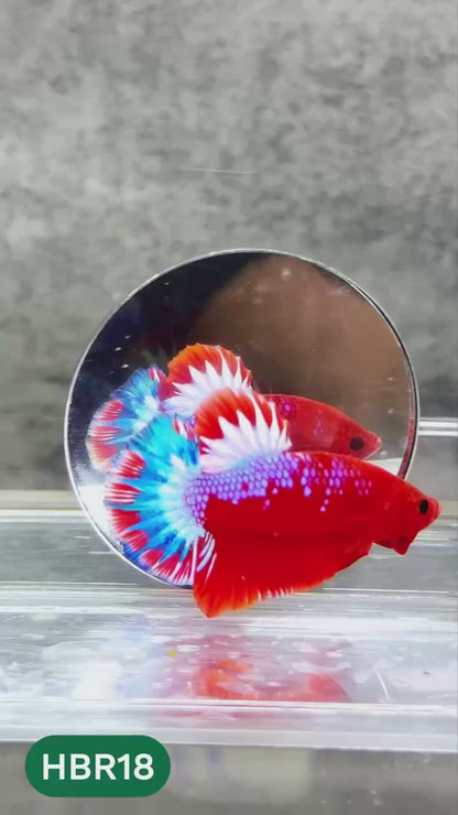 Hellboy Plakat Male Betta Fish | Order Directly From Farm | You Pick Fish