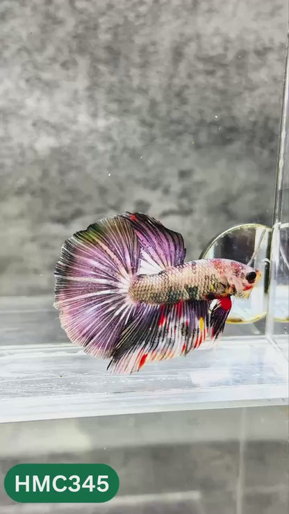 Multicolor Halfmoon Male Betta Fish | High Grade | Order Directly From Farm |  You Pick Fish |