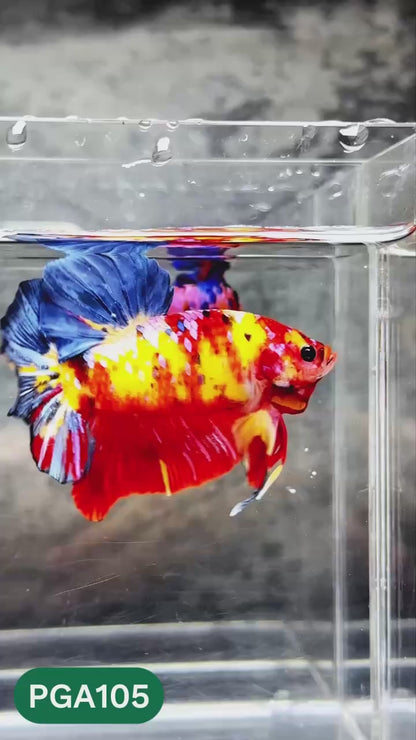 King Giant Plakat Male Betta Fish | You Pick Fish | High Grade