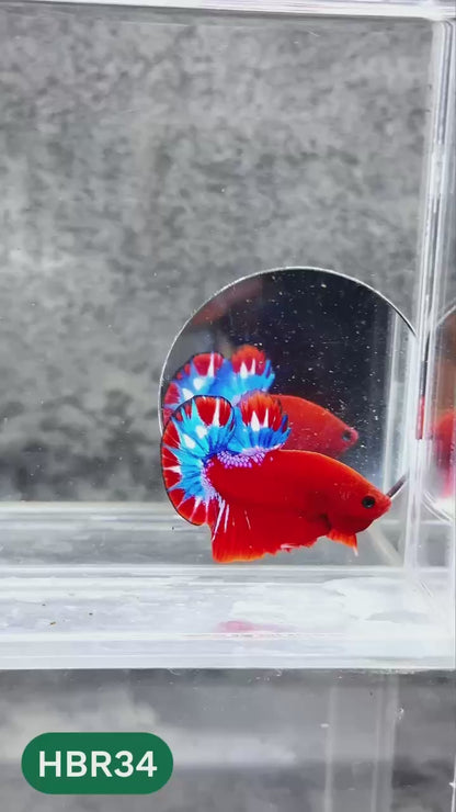 Hellboy Plakat Male Betta Fish | Order Directly From Farm | You Pick Fish