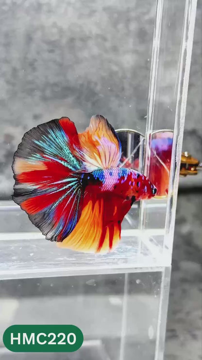 Multicolor Halfmoon Male Betta Fish | Order Directly From Farm | You Pick Fish