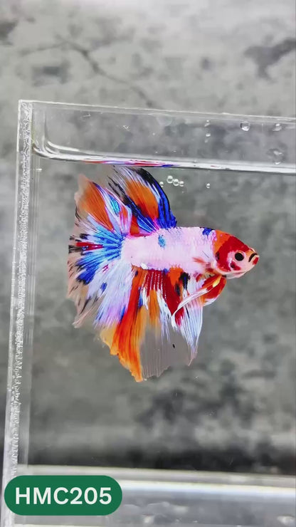 Multicolor Halfmoon Male Betta Fish | Order Directly From Farm | You Pick Fish