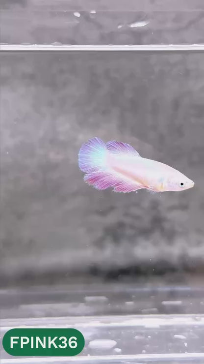Pink Sakura Halfmoon Female Betta Fish | You Pick Fish