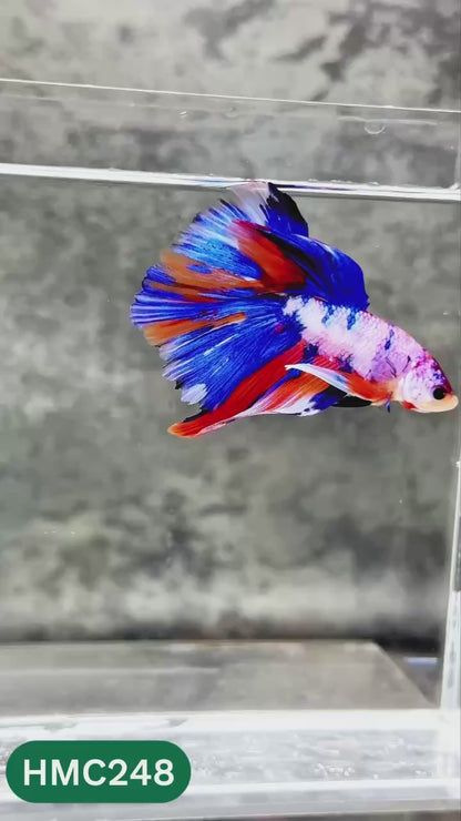 Multicolor Halfmoon Male Betta Fish | Order Directly From Farm | You Pick Fish