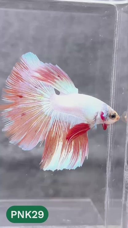 Pink Halfmoon Male Betta Fish | You Pick Fish | Order Directly From Farm