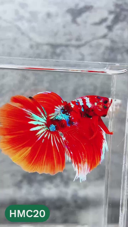 Nemo Halfmoon Male Betta Fish | Order Directly From Farm | You Pick Fish