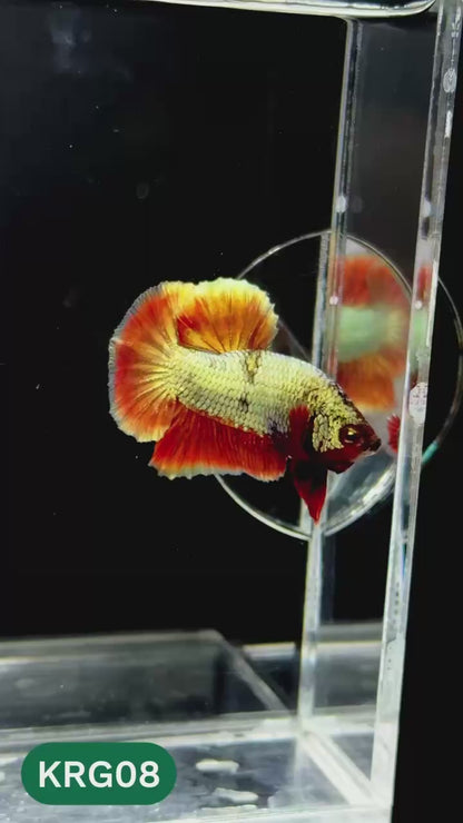 Koi Red Gold Galaxy Plakat Male Betta Fish | You Pick Fish