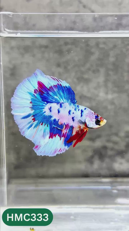 Multicolor Halfmoon Male Betta Fish | High Grade | Order Directly From Farm |  You Pick Fish |