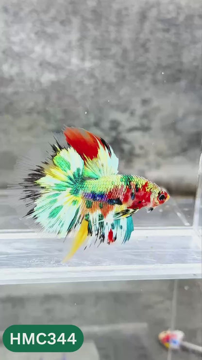 Multicolor Halfmoon Male Betta Fish | High Grade | Order Directly From Farm |  You Pick Fish |