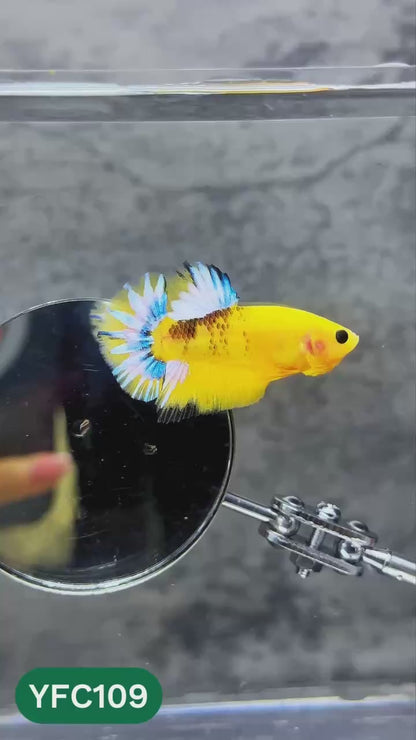Yellow Fancy Male Betta Fish | Order Directly From Farm | You Pick Fish