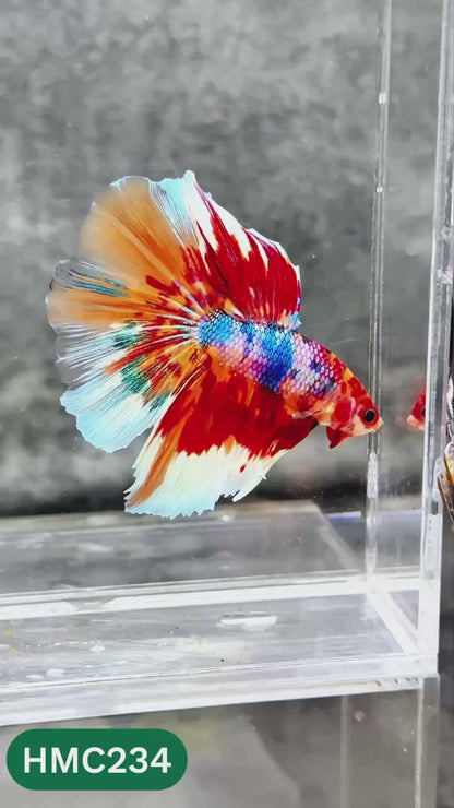 Multicolor Halfmoon Male Betta Fish | Order Directly From Farm | You Pick Fish