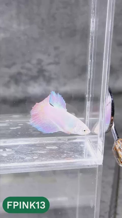 Pink Sakura Halfmoon Female Betta Fish | You Pick Fish