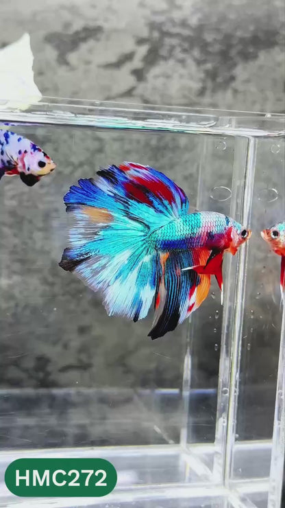 Multicolor Halfmoon Male Betta Fish | High Grade | Order Directly From Farm |  You Pick Fish |