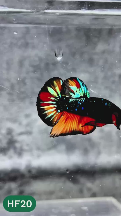 Dark Flame Hellfire Plakat Male Betta Fish | You Pick Fish | Rare Betta