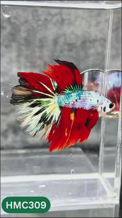 Multicolor Halfmoon Male Betta Fish | High Grade | Order Directly From Farm |  You Pick Fish |