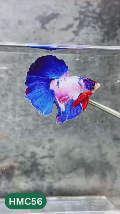 Nemo Halfmoon Male Betta Fish | Order Directly From Farm | You Pick Fish