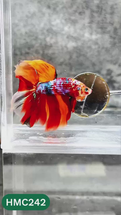 Multicolor Halfmoon Male Betta Fish | Order Directly From Farm | You Pick Fish