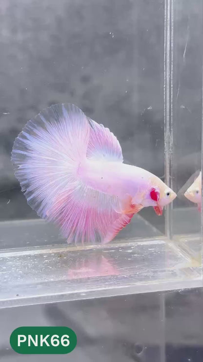 Pink Halfmoon Male Betta Fish | You Pick Fish | Order Directly From Farm