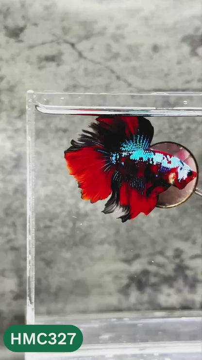 Multicolor Halfmoon Male Betta Fish | High Grade | Order Directly From Farm |  You Pick Fish |
