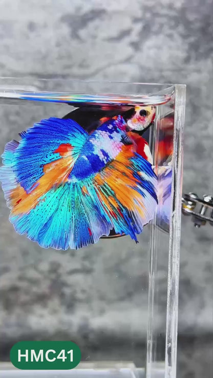 Nemo Halfmoon Male Betta Fish | Order Directly From Farm | You Pick Fish