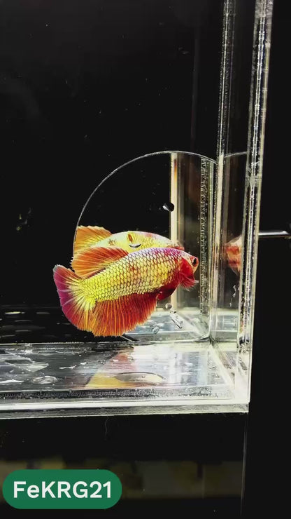 Koi Red Gold Female Betta Fish | You Pick Fish | High Grade