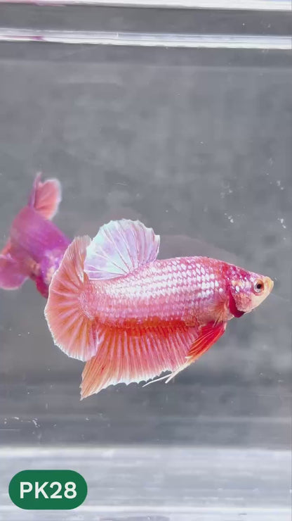 Pink Plakat Male Betta Fish | You Pick Fish | Rare Color