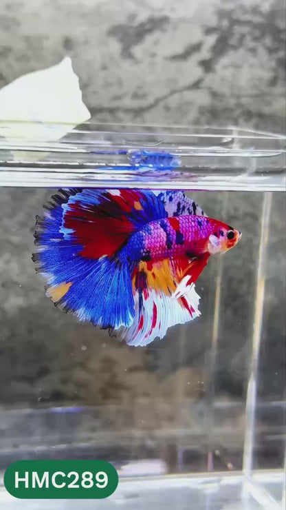 Multicolor Halfmoon Male Betta Fish | High Grade | Order Directly From Farm |  You Pick Fish |