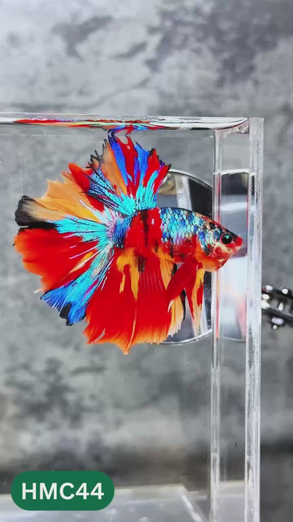 Nemo Halfmoon Male Betta Fish | Order Directly From Farm | You Pick Fish