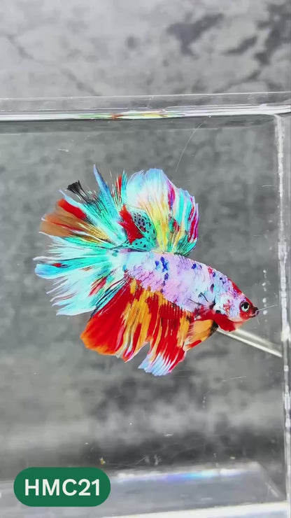Nemo Halfmoon Male Betta Fish | Order Directly From Farm | You Pick Fish