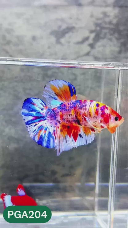 King Giant Plakat Male Betta Fish | You Pick Fish | High Grade