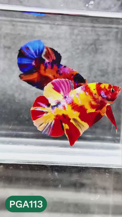 King Giant Plakat Male Betta Fish | You Pick Fish | High Grade