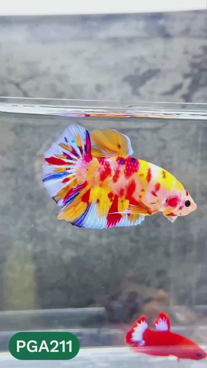 King Giant Plakat Male Betta Fish | You Pick Fish | High Grade