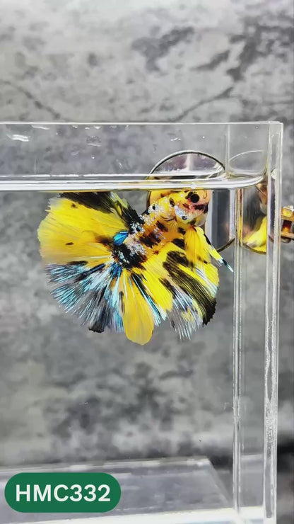 Multicolor Halfmoon Male Betta Fish | High Grade | Order Directly From Farm |  You Pick Fish |