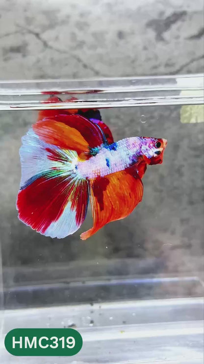 Multicolor Halfmoon Male Betta Fish | High Grade | Order Directly From Farm |  You Pick Fish |