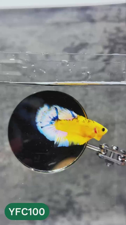 Yellow Fancy Male Betta Fish | Order Directly From Farm | You Pick Fish