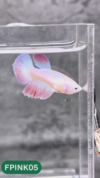 Pink Sakura Halfmoon Female Betta Fish | You Pick Fish