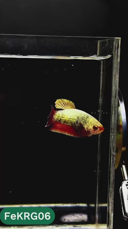 Koi Red Gold Female Betta Fish | You Pick Fish | High Grade