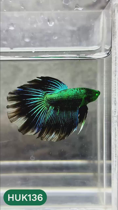 Black Hulk Halfmoon Male Betta Fish | You Pick Fish