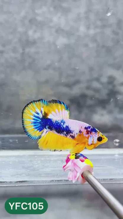 Yellow Fancy Male Betta Fish | Order Directly From Farm | You Pick Fish