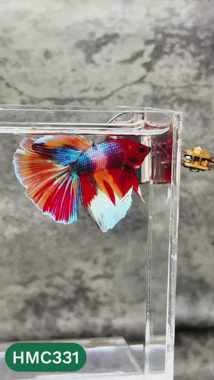 Multicolor Halfmoon Male Betta Fish | High Grade | Order Directly From Farm |  You Pick Fish |
