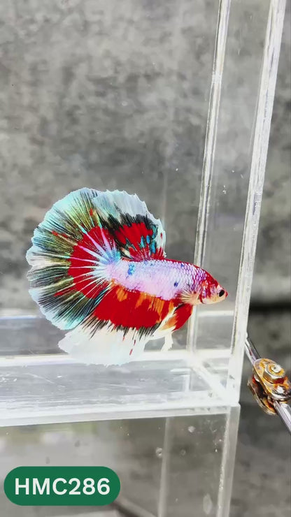 Multicolor Halfmoon Male Betta Fish | High Grade | Order Directly From Farm |  You Pick Fish |